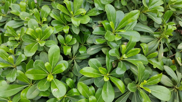 leaf