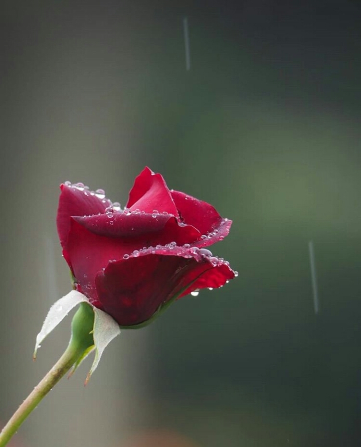 ⚘❤⚘
