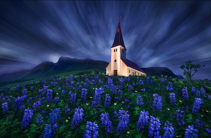 blue flowers