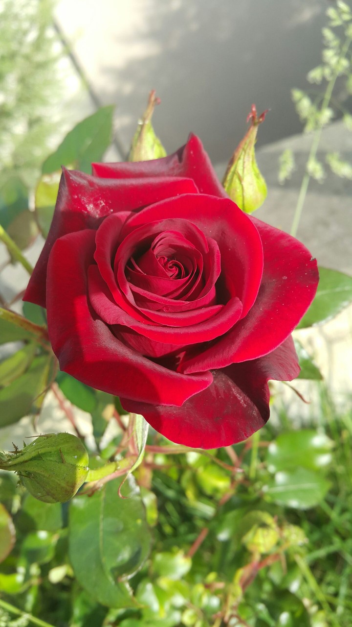 red rose