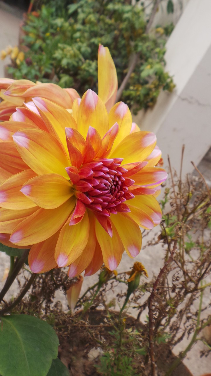Nature is heart while flowers are beats