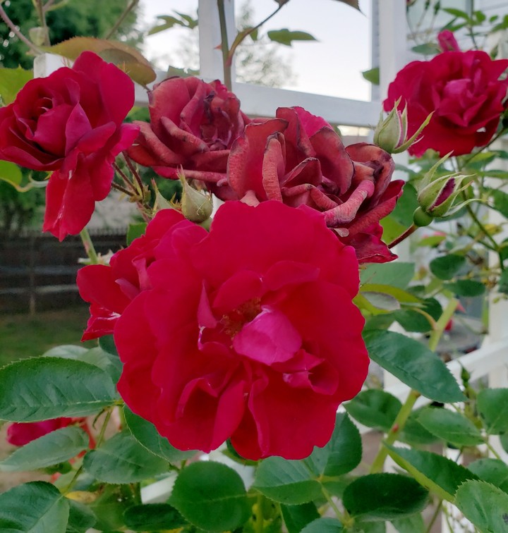 roses bouquette