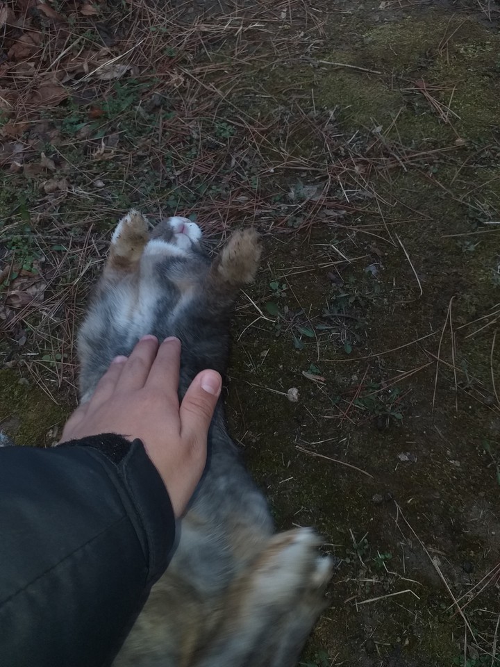 토끼
