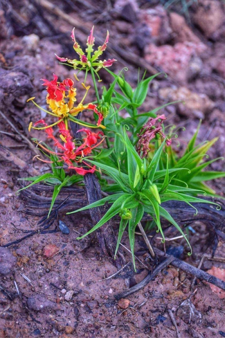flower