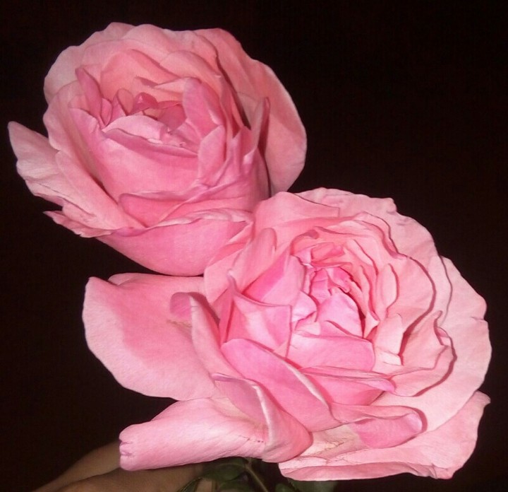belle double roses