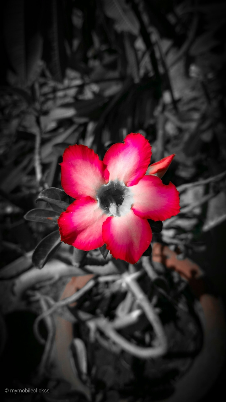 red flower