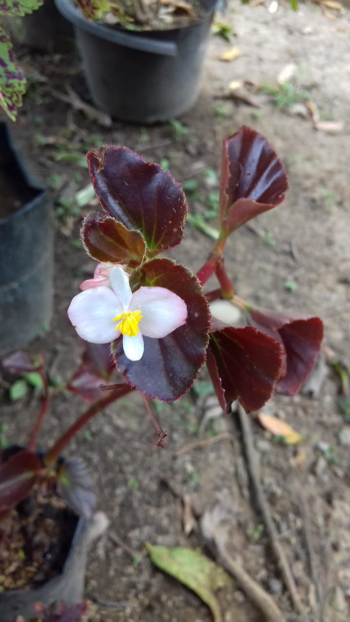begonia