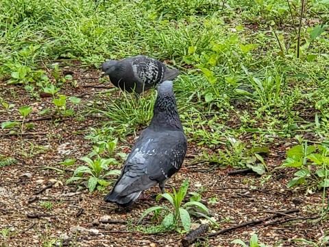 hình nền groundcover, bird