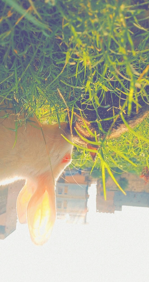 rabbit
