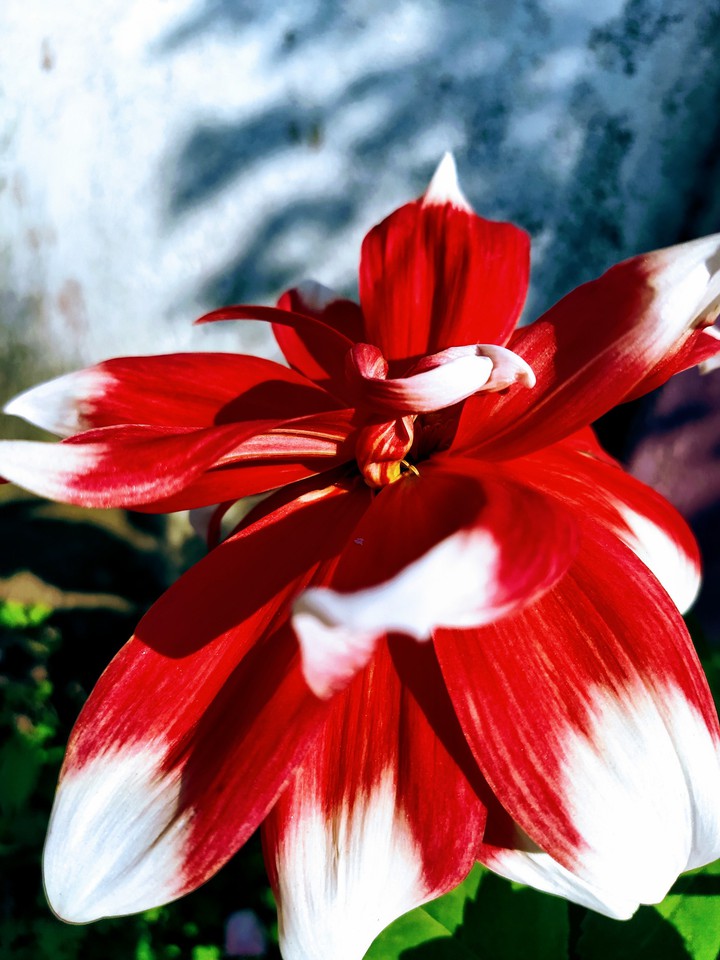 natural flower