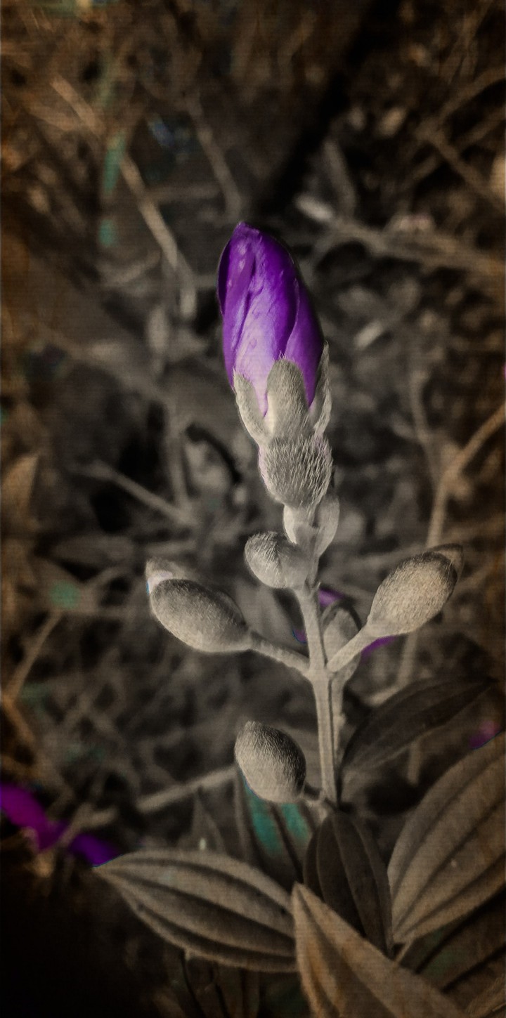 flower