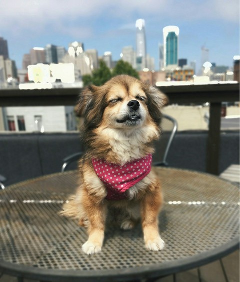My neighbour's dog Bridgette (◡ ω ◡)