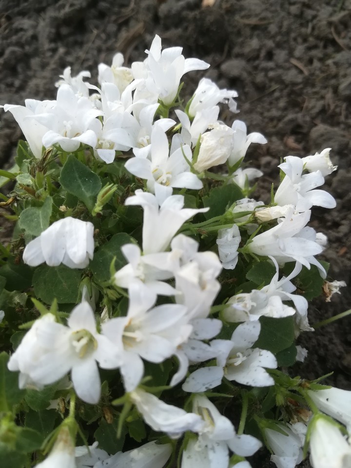 flowers from my garden