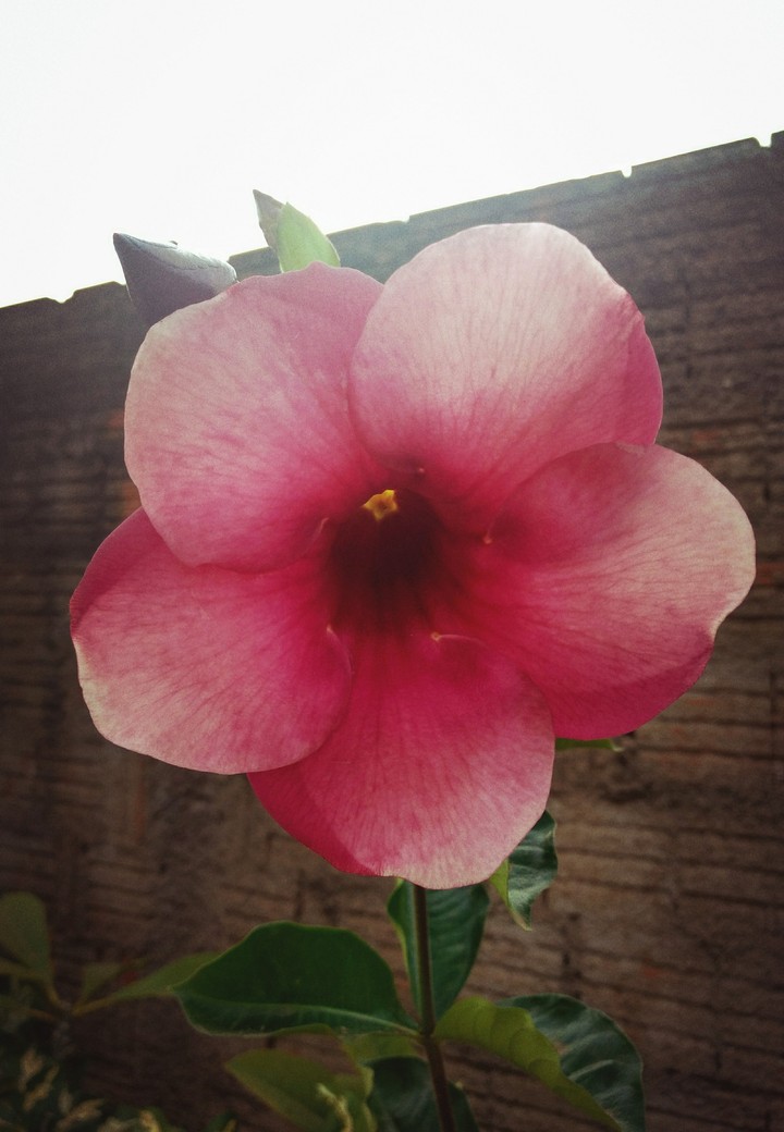 Hibisco 