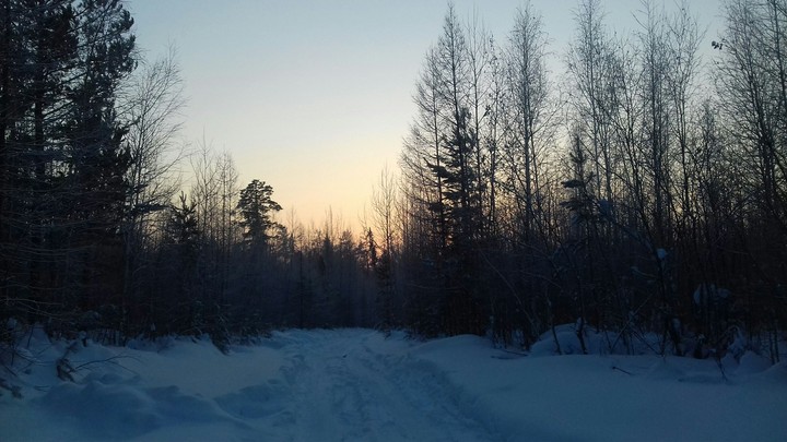 Sun and Forest