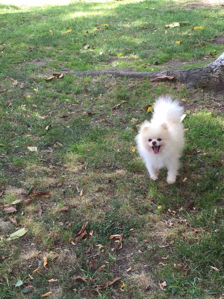 dog