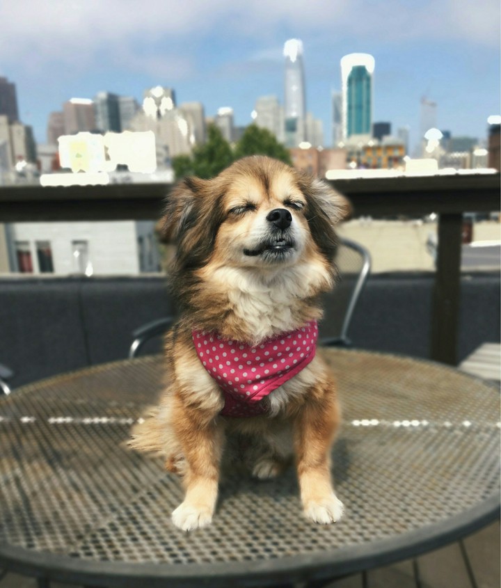 My neighbour's dog Bridgette (◡ ω ◡)