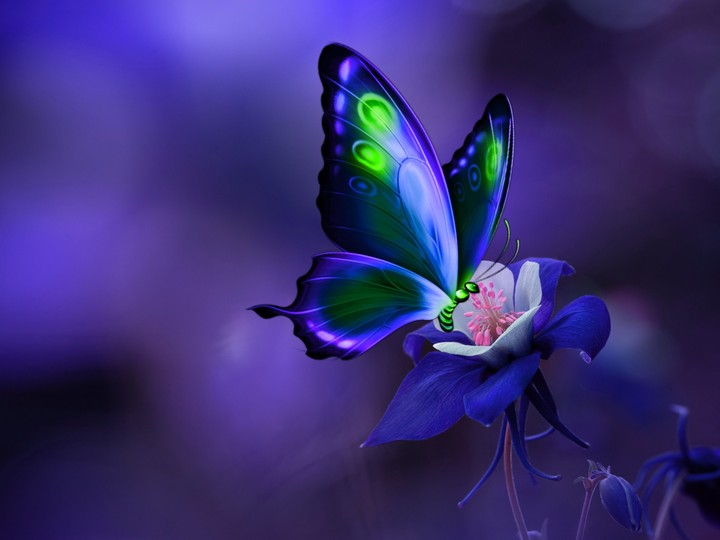 Butterfly ??