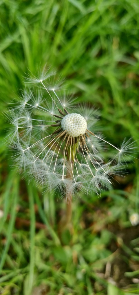 Seedhead of dandelion flower