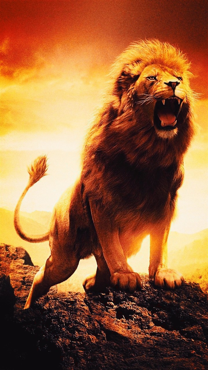king
