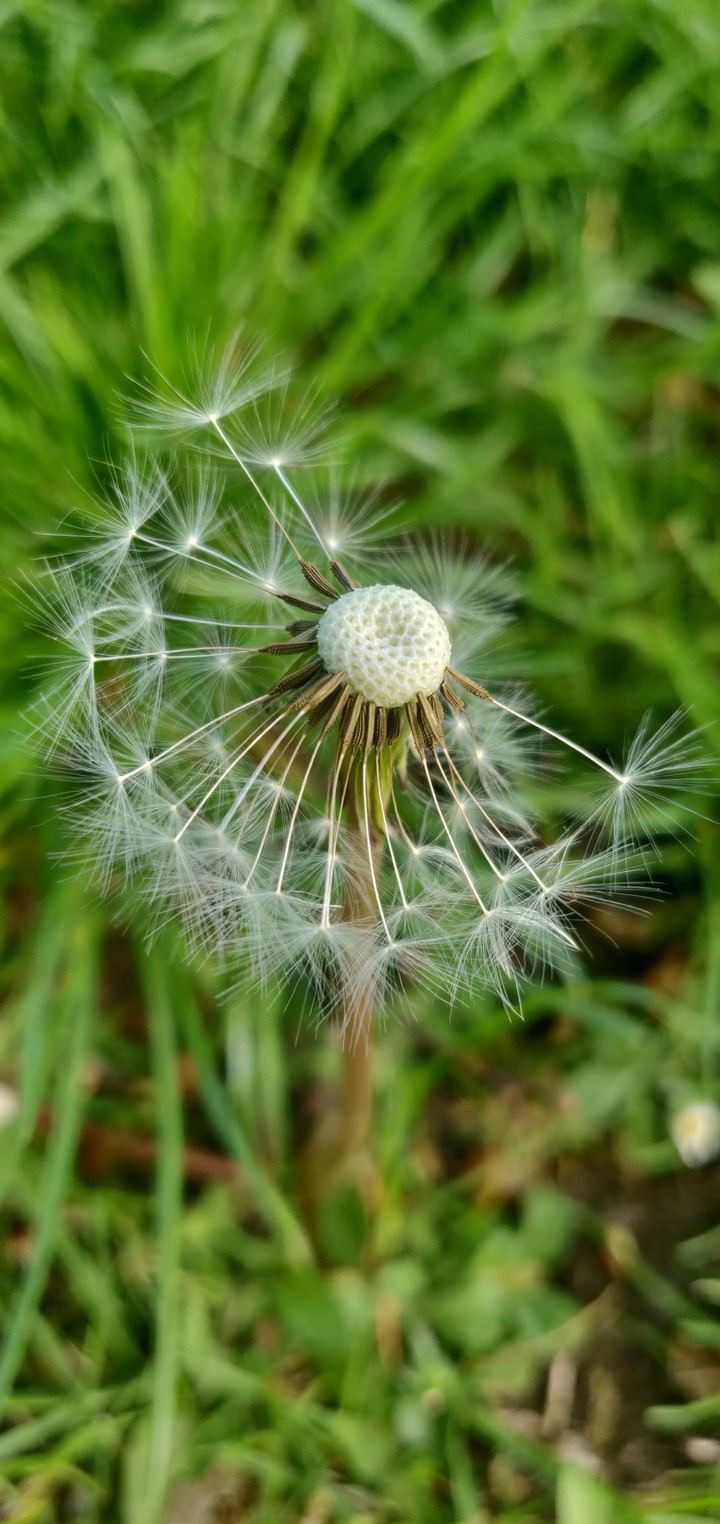Seedhead of dandelion flower