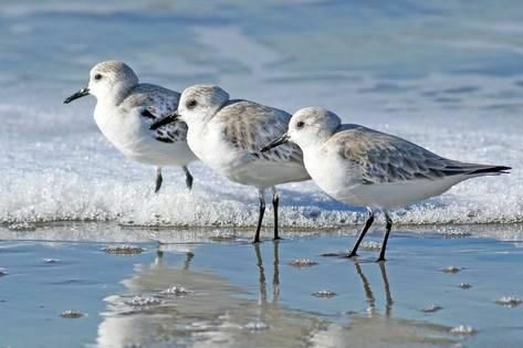 see gull