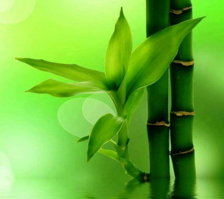 bamboo - Sprout