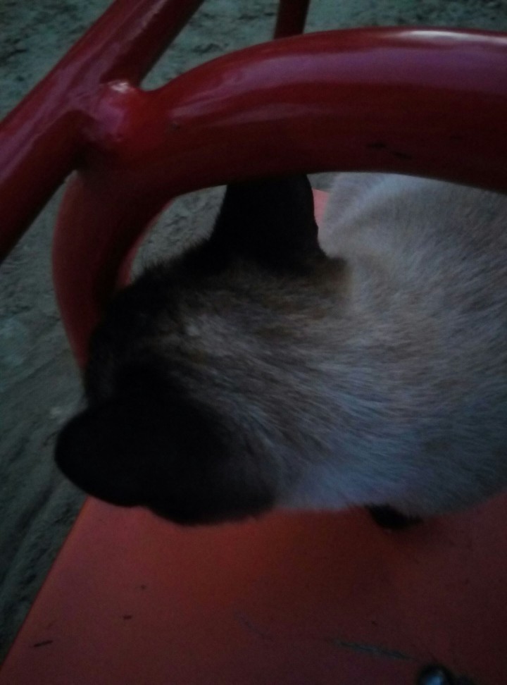 cat