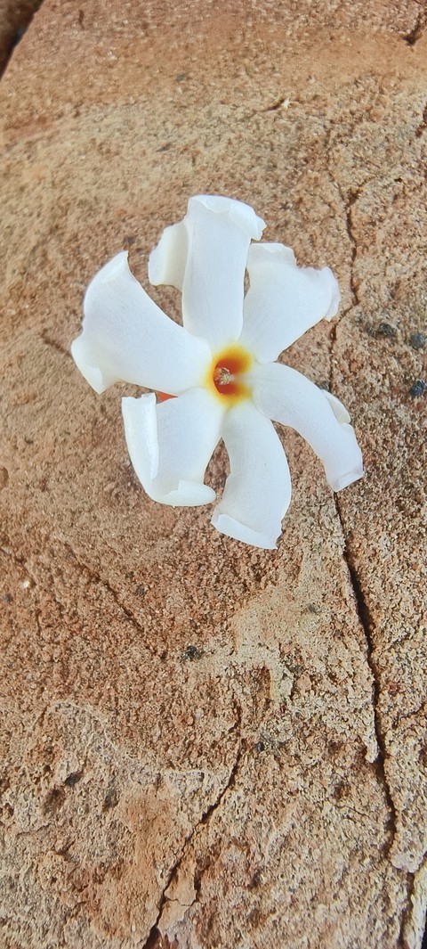 fonds d'écran Flooring, petal