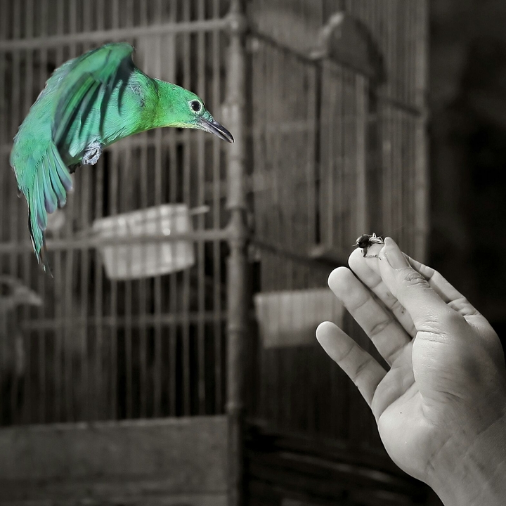 Green Oriole