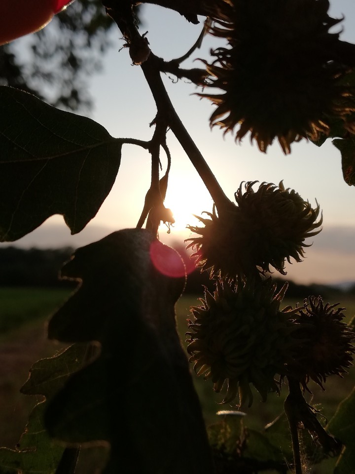 Nature