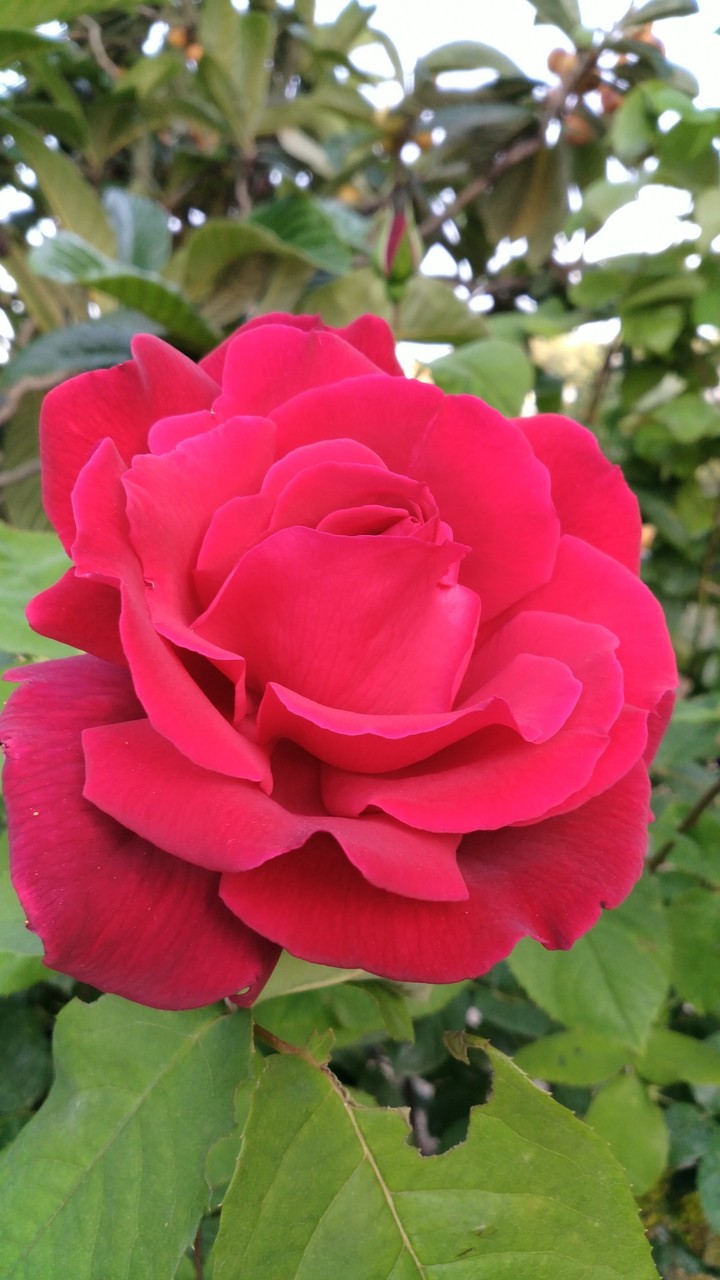 Red rose