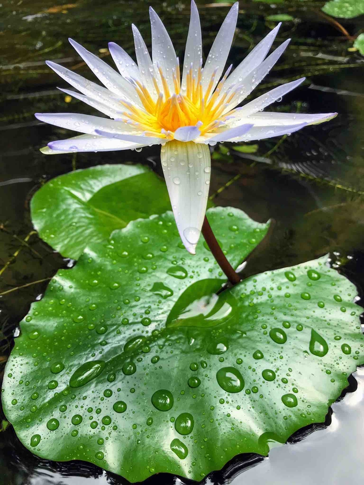 lotus plant at pondicherry