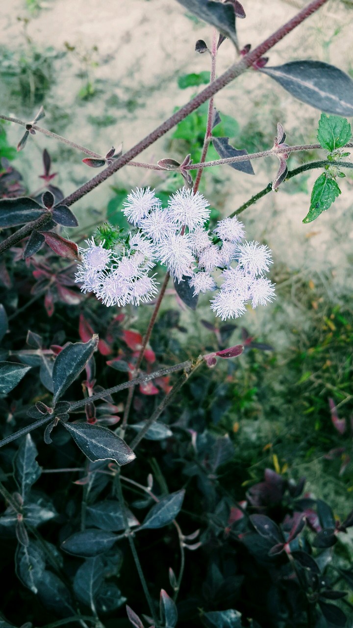 my click