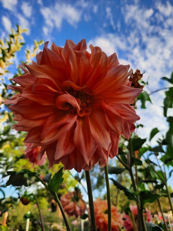 dahlias