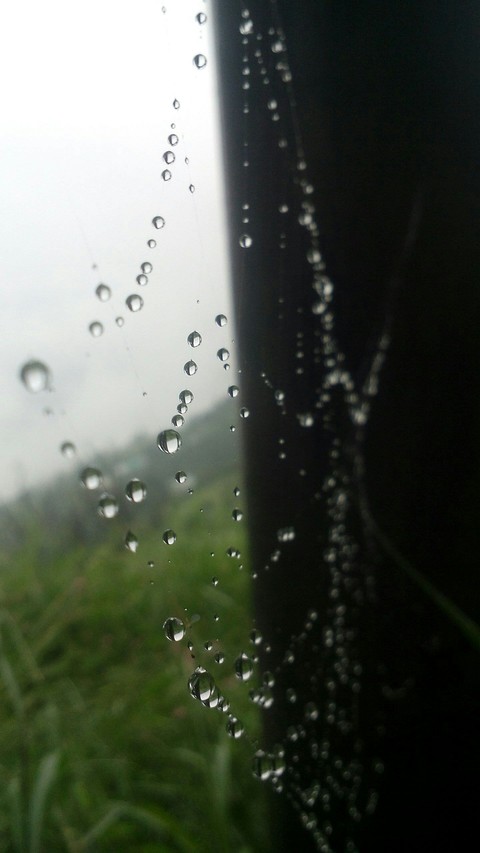 water drops in spider web