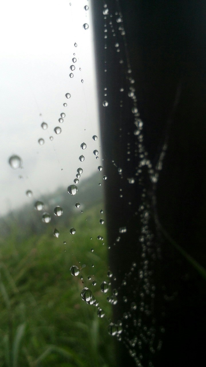 water drops in spider web