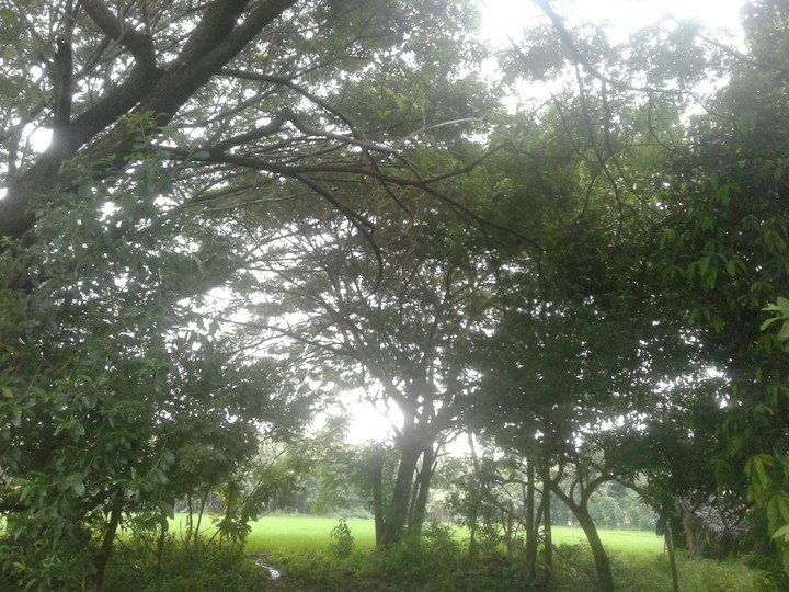 forest