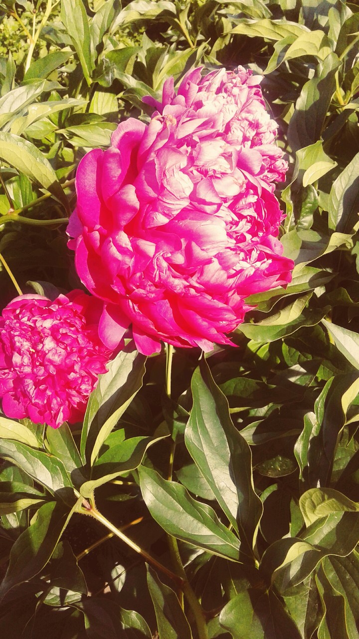 flowers
