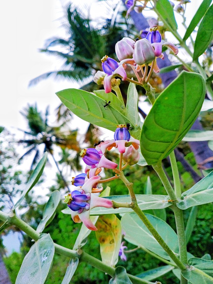 Village nature