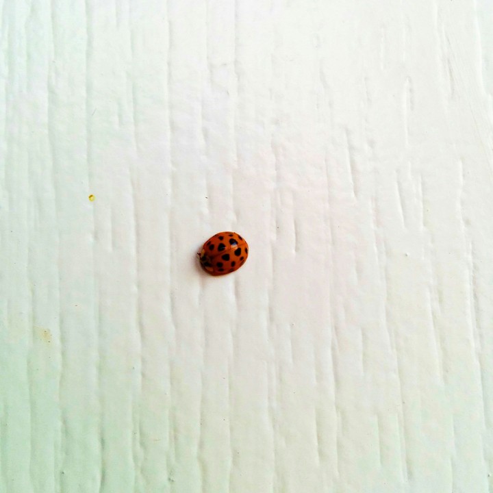 Lonely Ladybug