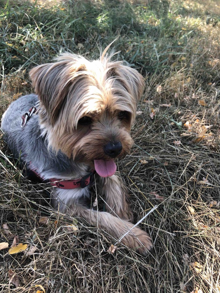 My Dog