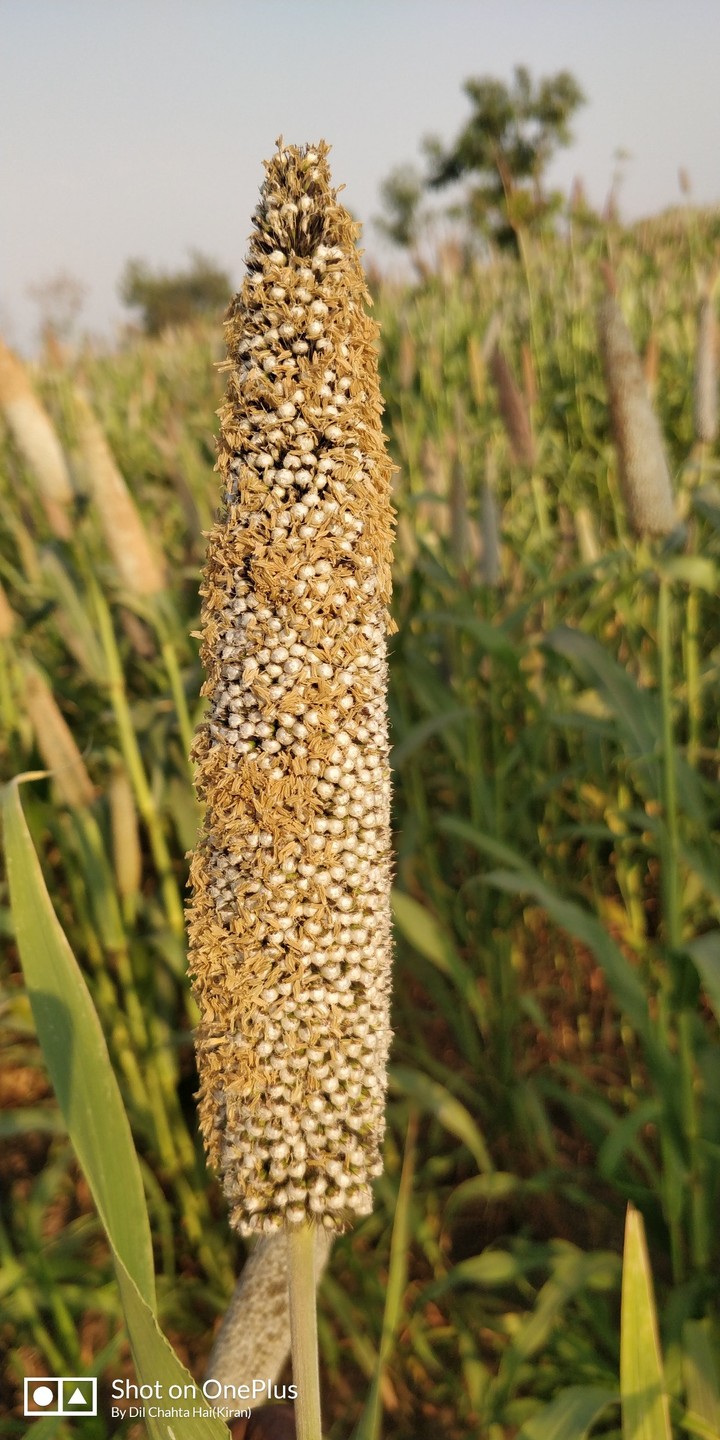 Bajra Farm