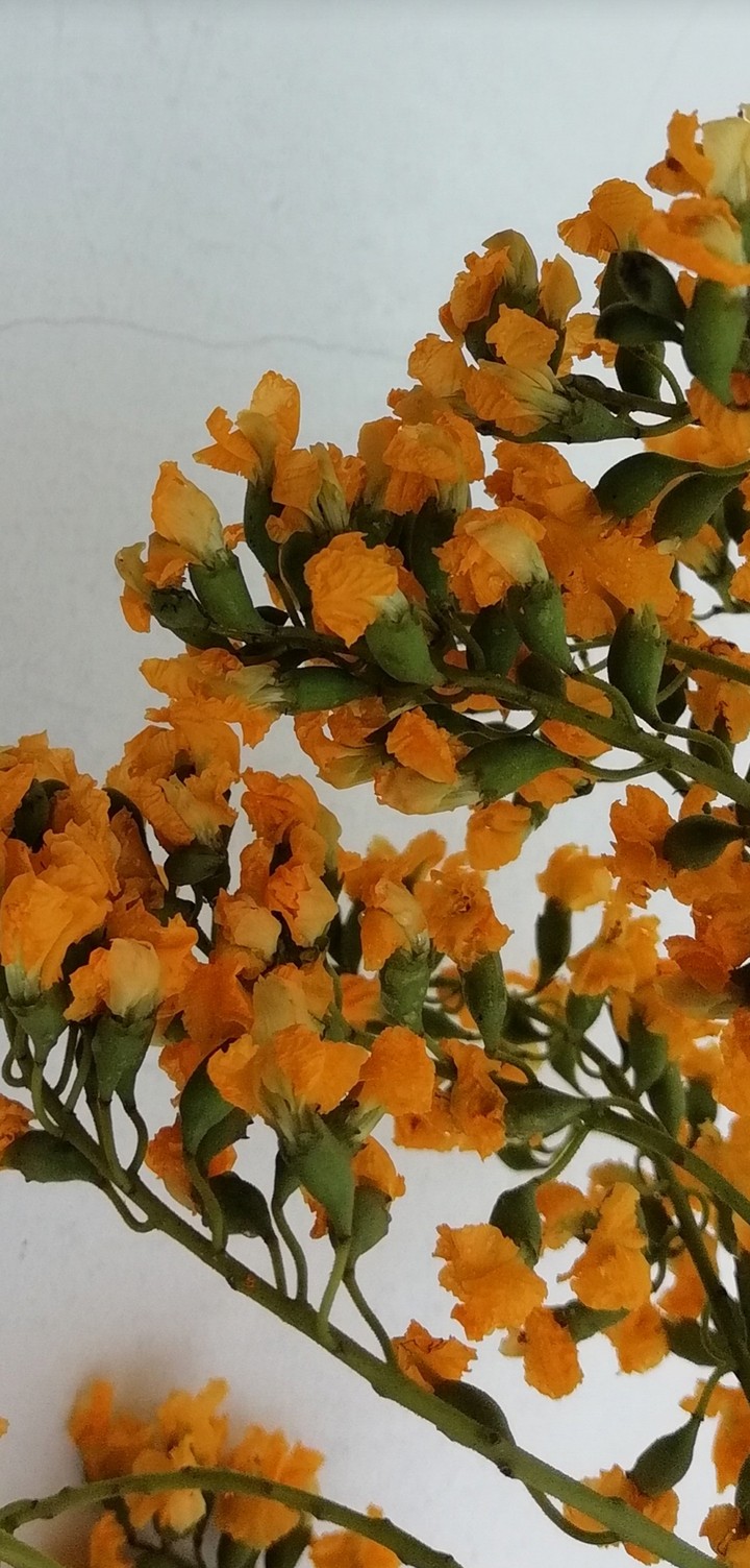 Padauk