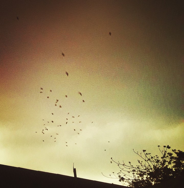 birds are flying in the sky