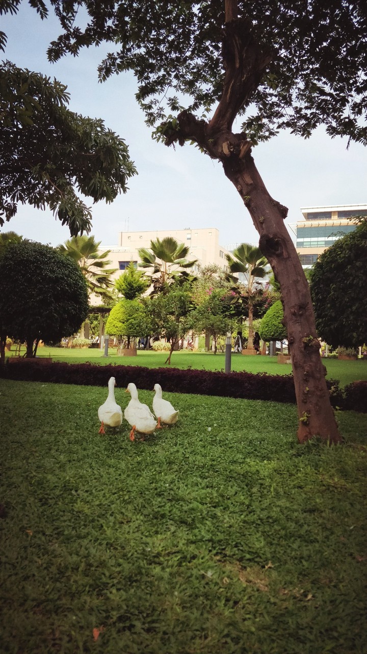 Trio of birds