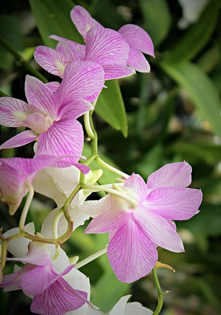 orchid