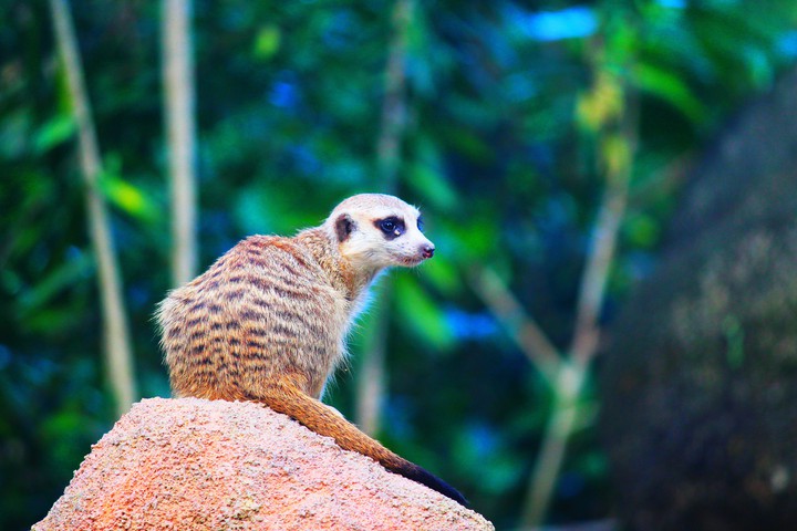 Meer Cat, Singapore Zoo