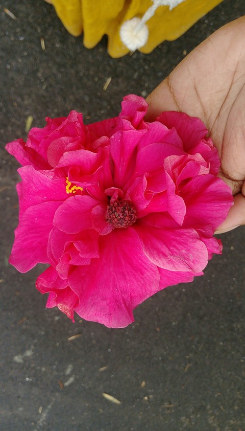 Hibiscus