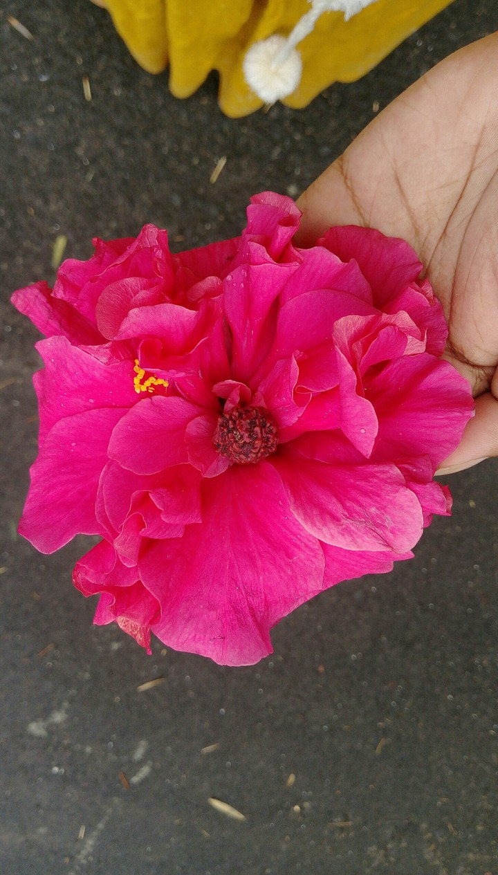 Hibiscus